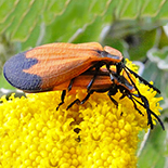 Lycis trabeatus